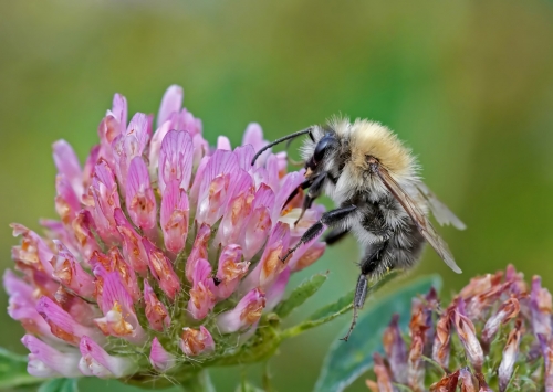 Pollinator Friendly Community